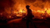 Si jago merah tampak membakar habis hutan di California. AP Photo/Ethan Swope  