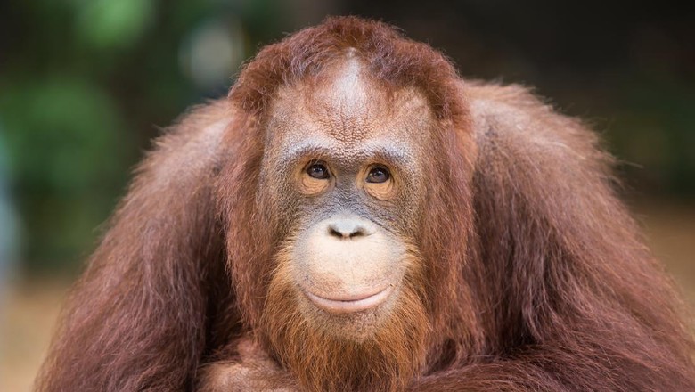 orangutan Portrait smiling Orangutans sit for the photographer take a picture.