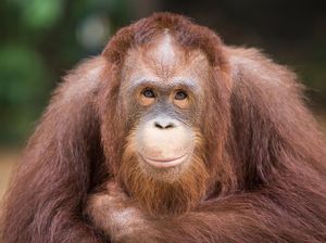 Orangutan Dilepasliarkan di Taman Nasional Bukit Tiga Puluh