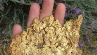 Bongkahan EmasSeorang petani lokal dari Australia sedang mencari sesuatu dengan detektor logam di sekitar rumahnya, tiba-tiba dia tidak sengaja mendeteksi dan menggali beberapa bongkahan emas. Orang itu pun menemukan sepotong emas seberat 5,5 kg senilai US$ 315.000 atau sekitar Rp 4,5 miliar. © Rob Lavinsky, iRocks.com/Wikimedia