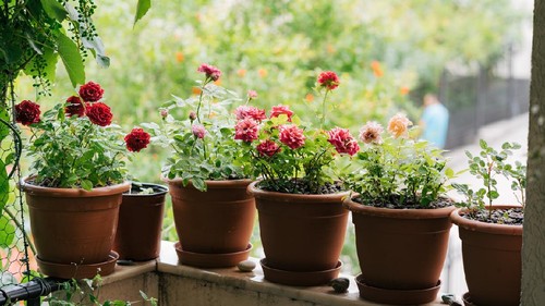 Red and pink roses in flower pots on the balcony of waters with vine branches. High quality photo