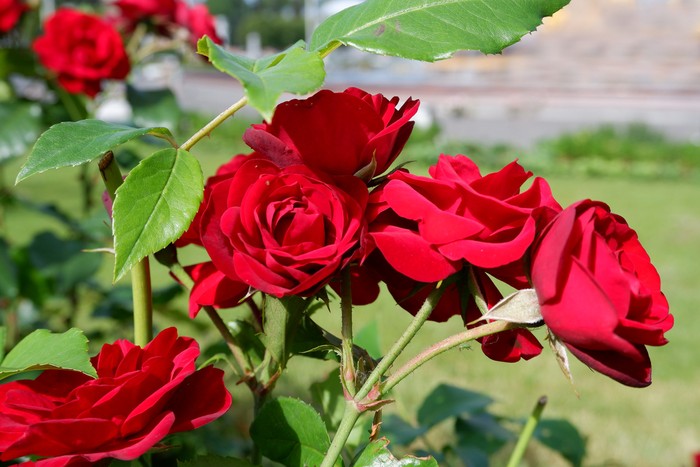 Group of fresh beautiful red or scarlet roses on a rose bush close up view