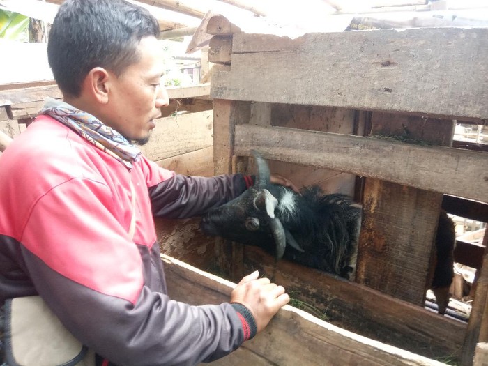 Domba unik bertanduk 4 di Cianjur