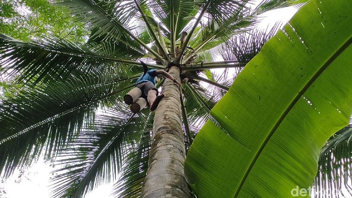 Dusun di Kulon Progo ini mayoritas warganya penderes nira, Jumat (20/8/2021).