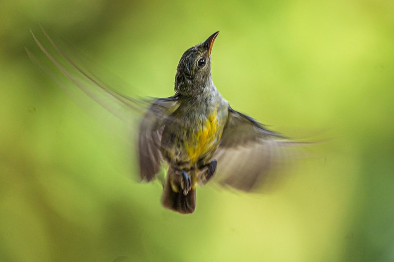 Hobi memotret sangat menyenangkan. Salah satunya memotret hewan liar seperti burung yang ada di alam bebas di Desa jatimulyo, Kulon Progo, Yogyakarta.