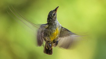 Desa Jatimulyo adalah salah satu surga para fotografer untuk mengabadikan keindahan burung liar yang hidup di antara pepohonan desa.