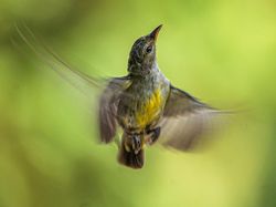 Menyalurkan Hobi Fotografi di Desa Ramah Burung Kulon Progo