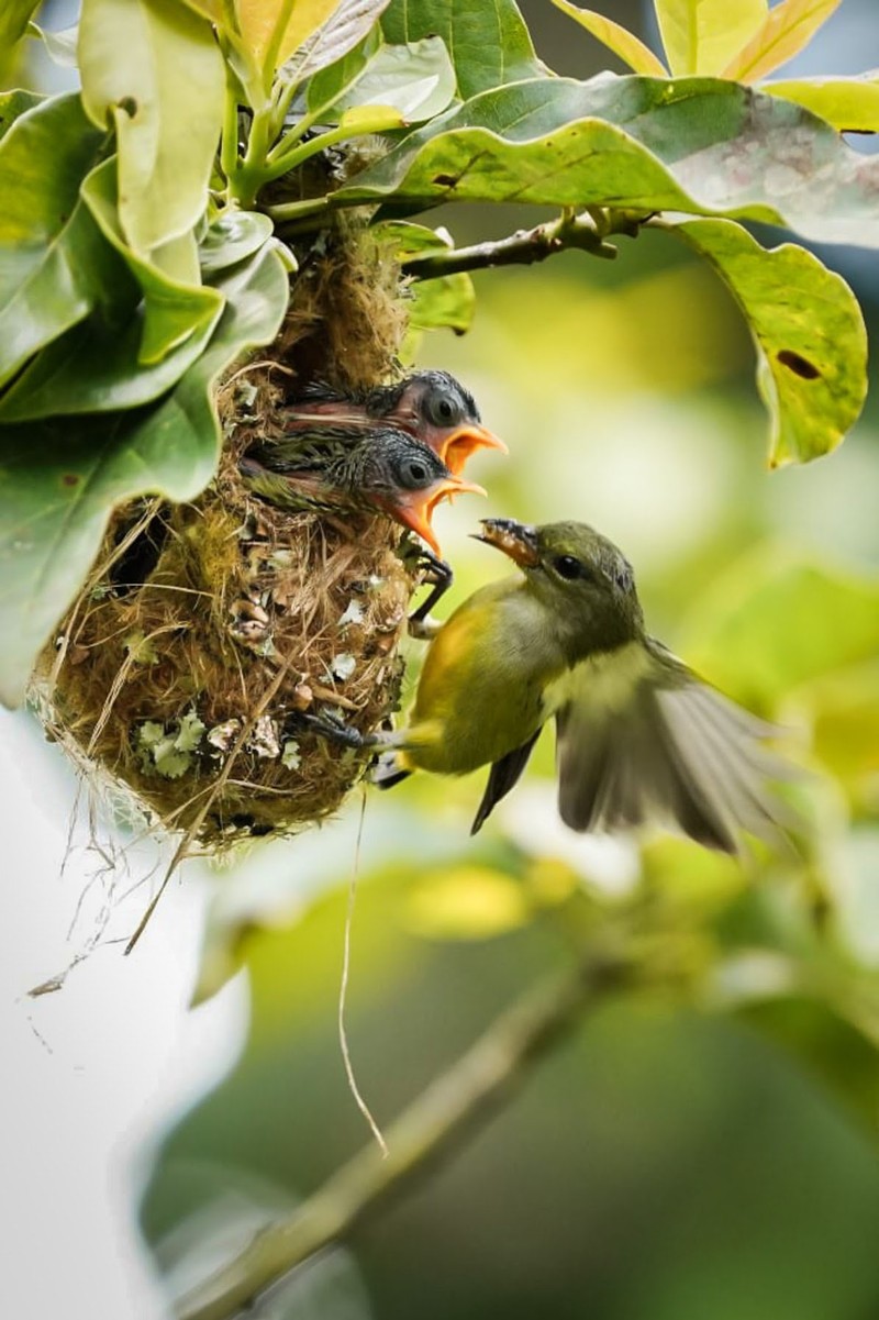 Hobi memotret sangat menyenangkan. Salah satunya memotret hewan liar seperti burung yang ada di alam bebas di Desa jatimulyo, Kulon Progo, Yogyakarta.