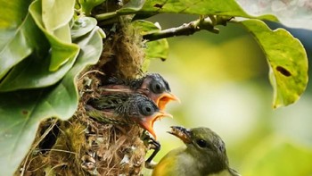 Di desa ini sedikitnya terdapat 105 jenis burung, 10 di antaranya termasuk jenis langka dan dilindungi.