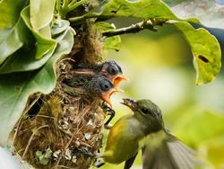 Menyalurkan Hobi Fotografi di Desa Ramah Burung Kulon Progo