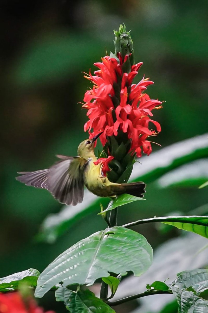 Hobi memotret sangat menyenangkan. Salah satunya memotret hewan liar seperti burung yang ada di alam bebas di Desa jatimulyo, Kulon Progo, Yogyakarta.