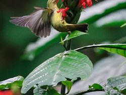 Menyalurkan Hobi Fotografi di Desa Ramah Burung Kulon Progo