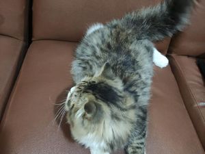Kejari Depok Hentikan Penuntutan Tersangka Pencurian Kucing Persia