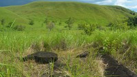 Penelitian yang dilakukan Balai Arkeologi Papua di Situs Khulutiyauw, Kampung Abar, Distrik Ebungfauw, Kabupaten Jayapura berhasil menemukan jalan arwah. Jalan arwah merupakan peninggalan dari masa megalitik. (Hari Suroto/Istimewa)