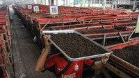 Pekerja memindahkan cacing tanah jenis Lumbricus rubellus yang sudah dipanen, Jatiluhur, Bekasi, Jawa Barat, Minggu (22/8/2021).