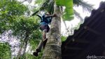 Kisah Tunanetra Penderes Nira di Kulon Progo