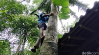 Setiba di pohon kelapa yang dia pilih, Parjan langsung memanjatnya dan mulai mengambil air nira yang ada dalam wadah bambu. Hanya butuh waktu sekitar 15 menit, Parjan sudah turun dari pohon kelapa yang tinggi.  