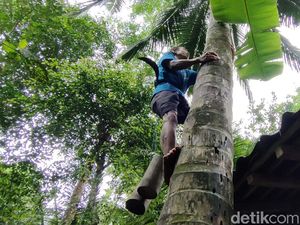Kisah Tunanetra Penderes Nira di Kulon Progo
