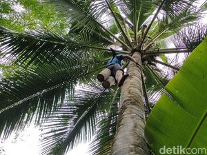 34 Manfaat Pohon Kelapa dari Buah hingga Akarnya