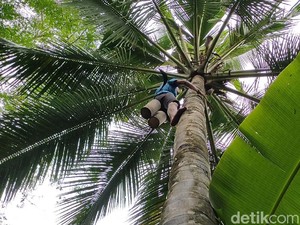 34 Manfaat Pohon Kelapa dari Buah hingga Akarnya