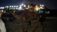 Wisata naik unta juga ada di pantai tersebut. 