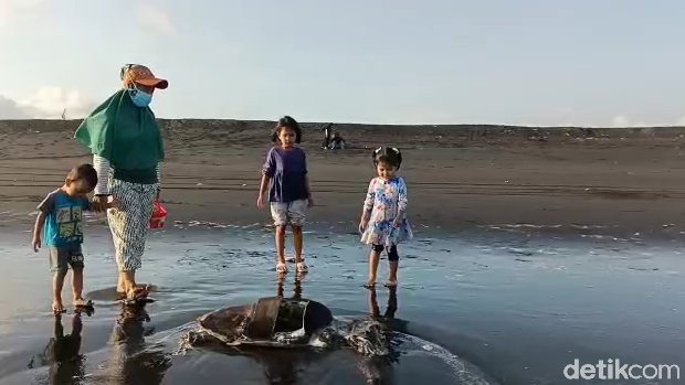 penyu hijau mati