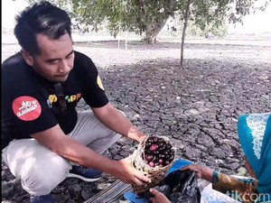 Mengenang Masa Kecil dengan Wisata Petik Buah Juwet di Desa Lamongan Ini
