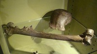 Fosil yang ditemukan berupa atap tengkorang dan tulang paha. Berdasarkan hasil temuannya ini, Dubois memberinya nama Pithecanthropus erectus yang berarti manusia kera yang berdiri tegak. Wikimedia Commons/Peter Maas
