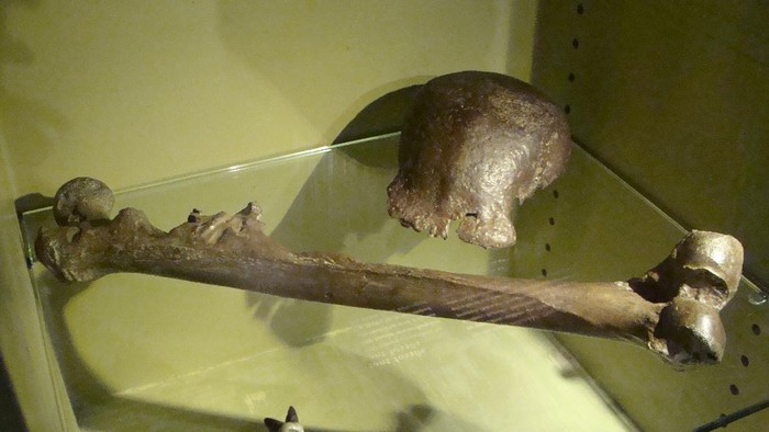Fosil asli Pithecanthropus erectus di pameran Dubois di Museum Nasional Sejarah Alam Naturalis di Leiden, Belanda.