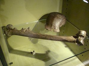Pithecanthropus Erectus: Sejarah, Ciri-ciri, dan Kontroversi