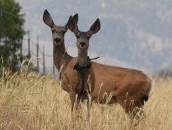 Awas Mata Terkecoh! Lihat Foto Ini dengan Seksama
