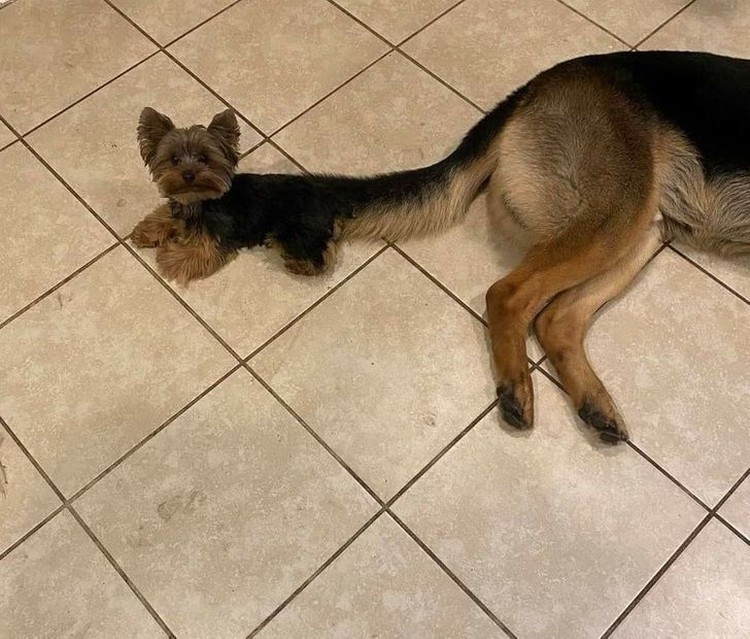 Foto mengecoh mata