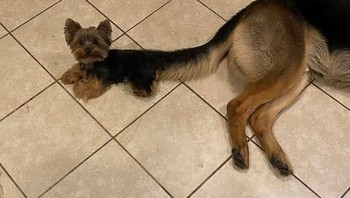 Buntutnya bukan dipotong menyerupai anjing kecil. Foto: dok reddit.com/confusing_perspective