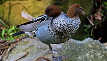 Bebek berkepala dua? Bukan! Foto: dok reddit.com/confusing_perspective