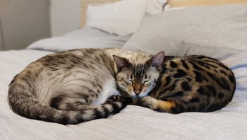 Kucing memiliki dua badang satu kepala? Foto: dok reddit.com/confusing_perspective