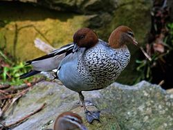 Awas Mata Terkecoh! Lihat Foto Ini dengan Seksama