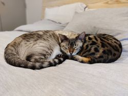 Awas Mata Terkecoh! Lihat Foto Ini dengan Seksama