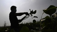 Pada umumnya masyarakat menganggap eceng gondok merupakan tanaman yang tidak berguna atau menjadi gulma karena dapat merusak ekosistem perairan. 