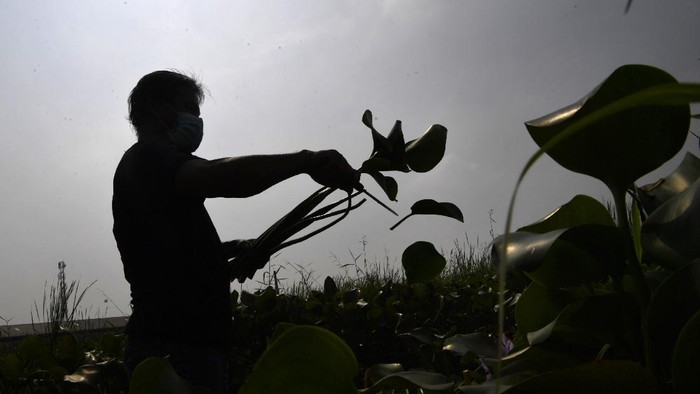 MENYULAP GULMA MENJADI BARANG BERHARGA Perajin menyelesaikan kerajinan tangan yang berbahan dasar batang enceng gondok kering di UMKM Win's Rajut, Pasuruan, Jawa Timur