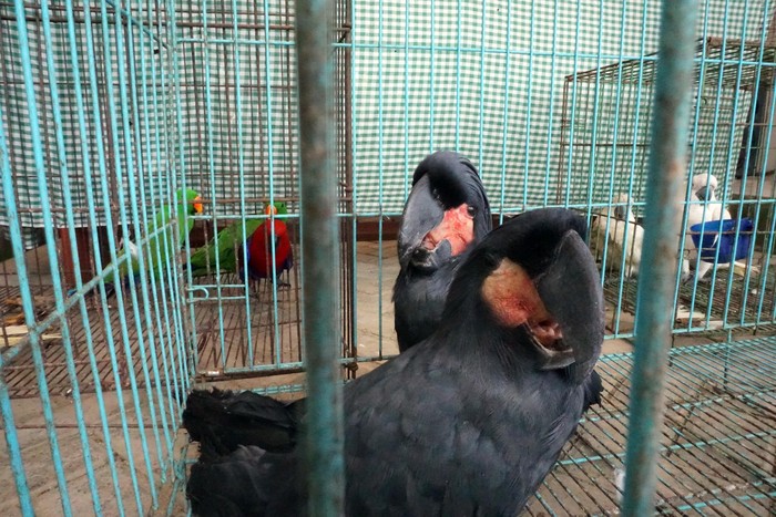 PENGGAGALAN PENYELUNDUPAN HEWAN ASLI PAPUA Sejumlah burung Bayan (Psittaciformes) berada dalam kandang saat diamankan di Kantor Karantina Pertanian Kota Sorong, Papua Barat, Senin (23/8/2021). Tim gabungan Polsek Pelabuhan dan Karantina Pertanian berhasil menggagalkan penyelundupan sejumlah hewan dilindungi asli Papua saat hendak dibawa ke atas Kapal penumpang KM Ciremai pada Sabtu dini hari (21/8/2021) lalu. ANTARA FOTO/Olha Mulalinda/wsj.