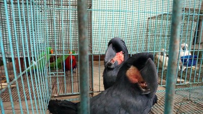 Burung-burung Lucu yang Dilindungi Ini Gagal Diselundupkan