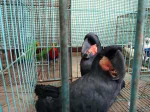 Burung-burung Lucu yang Dilindungi Ini Gagal Diselundupkan