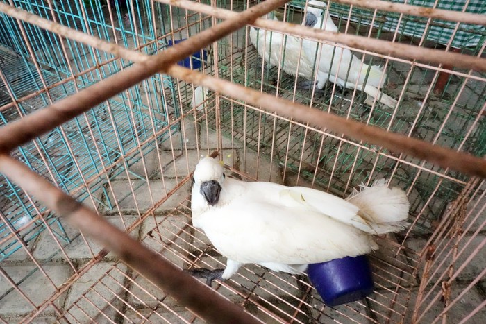 PENGGAGALAN PENYELUNDUPAN HEWAN ASLI PAPUA Sejumlah burung Bayan (Psittaciformes) berada dalam kandang saat diamankan di Kantor Karantina Pertanian Kota Sorong, Papua Barat, Senin (23/8/2021). Tim gabungan Polsek Pelabuhan dan Karantina Pertanian berhasil menggagalkan penyelundupan sejumlah hewan dilindungi asli Papua saat hendak dibawa ke atas Kapal penumpang KM Ciremai pada Sabtu dini hari (21/8/2021) lalu. ANTARA FOTO/Olha Mulalinda/wsj.
