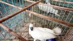 Burung-burung Lucu yang Dilindungi Ini Gagal Diselundupkan