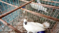 Tim gabungan Polsek Pelabuhan dan Karantina Pertanian berhasil menggagalkan penyelundupan sejumlah hewan dilindungi asli Papua saat hendak dibawa menggunakan lapal penumpang KM Ciremai pada Sabtu dini hari (21/8/2021) lalu.