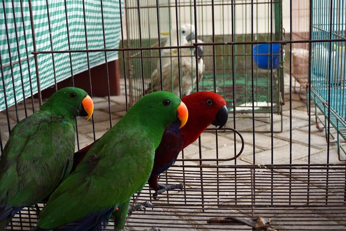 PENGGAGALAN PENYELUNDUPAN HEWAN ASLI PAPUA Sejumlah burung Bayan (Psittaciformes) berada dalam kandang saat diamankan di Kantor Karantina Pertanian Kota Sorong, Papua Barat, Senin (23/8/2021). Tim gabungan Polsek Pelabuhan dan Karantina Pertanian berhasil menggagalkan penyelundupan sejumlah hewan dilindungi asli Papua saat hendak dibawa ke atas Kapal penumpang KM Ciremai pada Sabtu dini hari (21/8/2021) lalu. ANTARA FOTO/Olha Mulalinda/wsj.