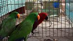 Burung-burung Lucu yang Dilindungi Ini Gagal Diselundupkan