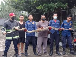 Heboh Ular Piton Seberat 20 Kg Nangkring di Atas Pohon di Tangsel