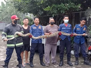 Heboh Ular Piton Seberat 20 Kg Nangkring di Atas Pohon di Tangsel