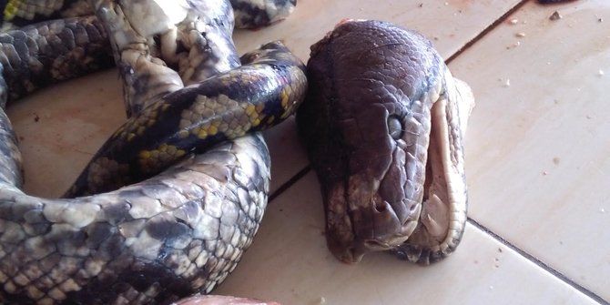 5 Fakta Patola, Olahan Daging Ular Piton Berempah khas Minahasa